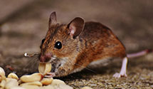 24 Hour & Emergency Exterminators in West Chester, OH